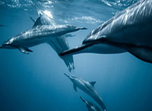 开云体育入口-【欧洲杯】卢卡库破门比利时2比0全胜 芬兰小组第三